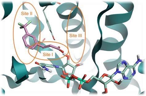 从PDB 6SQ5可以识别出InhA蛋白结构的三个关键结合位点