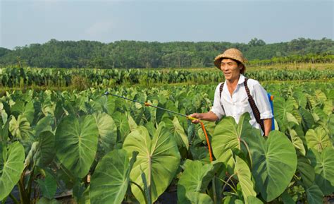 中国农业大学新闻网 媒体农大/科技之窗 窦秉德：让鲜食玉米成为致富产业
