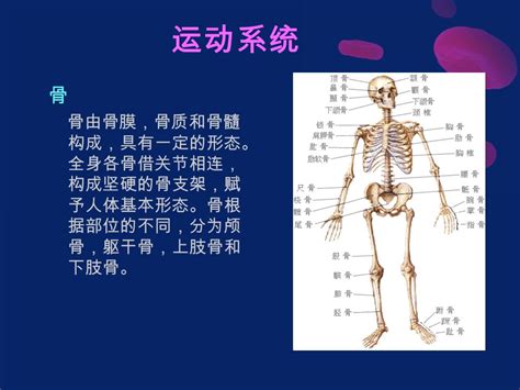 胯骨位置示意图图片
