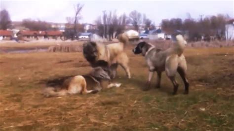 高加索犬又叫高加索牧羊犬，它是一种大型猛犬