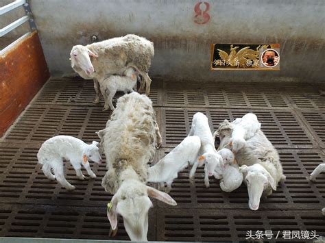 【湖北宜昌:乡村，养殖专业合作社饲养湖羊!一级保护地方畜禽品种| 2018年4月30日】_傻大方