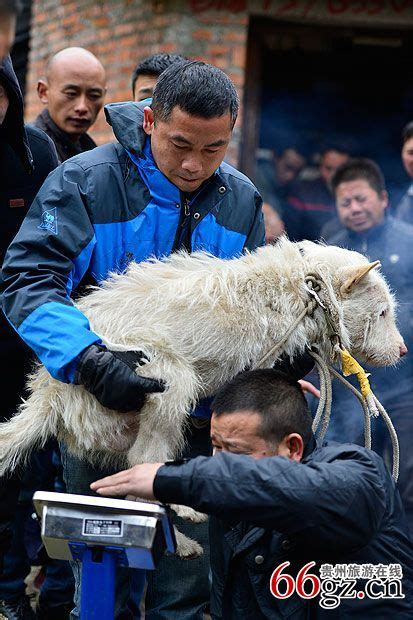 台江苗族斗狗 动物界的博弈对决-贵州旅游在线