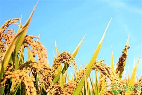 湖南水稻高产水稻前十名的品种 - 惠农网
