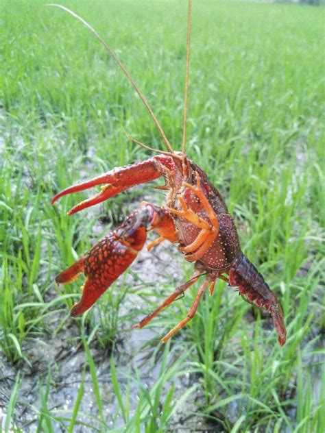 温州人很快能吃上“矿泉水”养的小龙虾 专家点赞品质有保障 - 永嘉网
