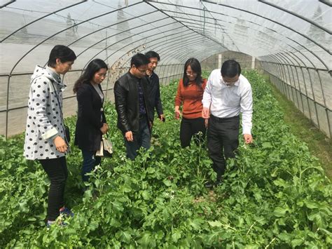 [如皋]省试点项目蔬菜团队稳步推进如皋推广服务工作-欢迎访问南京农业大学新农村发展研究院办公室