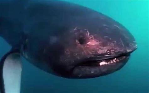 海洋科普：地球历史上的八大鲨鱼巨兽-深圳科普网