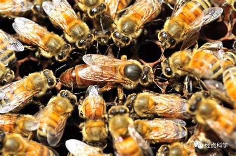 小蜜蜂绕地球五圈，只为采集一瓶蜂蜜……