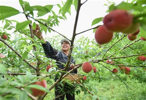 贵州松桃：种植水果助振兴-人民图片网