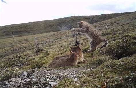 豹猫尾随黑颈鸊䴘反遭对峙，两只国家二级保护动物野鸭湖较量__财经头条