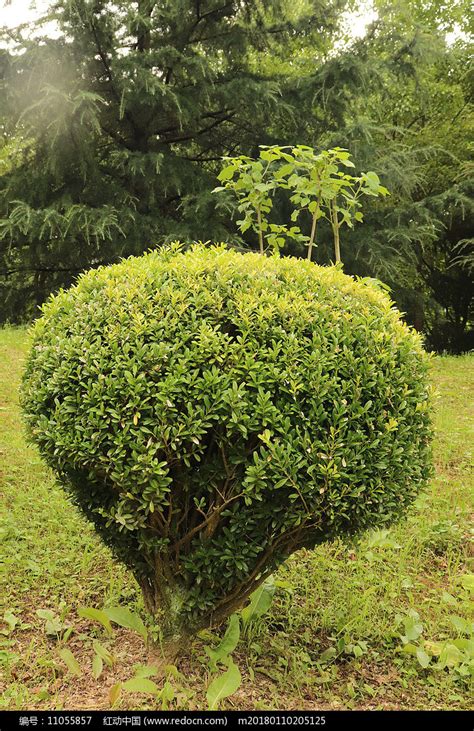 黄杨木树，曾被喻为“木中君子”的黄杨树盆景，你了解它吗 - 科猫网