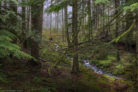 Download Hintergrund Wald, Bäume, kleinen Fluss, Bach Freie desktop ...