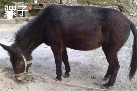 公马的马鞭有多大，骡子分公母吗驴骡子和马骡子有何区别 - 科猫网