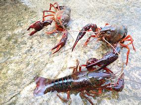 在中国小龙虾完全不够吃？吃的都是养殖的，在野外依然泛滥成灾|小龙虾|养殖|虾_新浪新闻