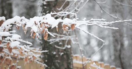 今日大雪 | 雪纷飞，仲冬始，愿一场雪如期而至！|大雪|鹗|节气_新浪新闻