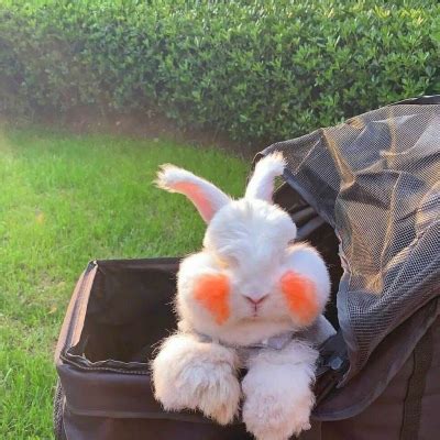 非主流头像兔子猫狗狗