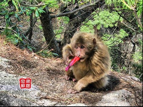 野生黄山猴高清图片下载_红动中国