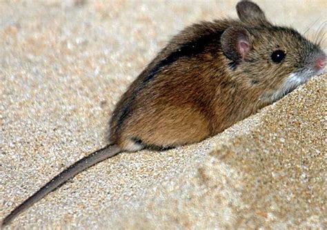鼠类最大的叫什么名字,最大的鼠类有哪些成员,北方最大的老鼠_大山谷图库