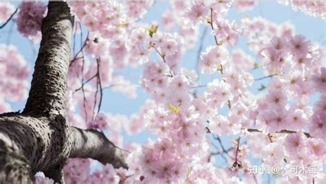 樱花 日本樱花 气味 开花 观赏樱花 春天 粉红色 盛开图片免费下载 - 觅知网