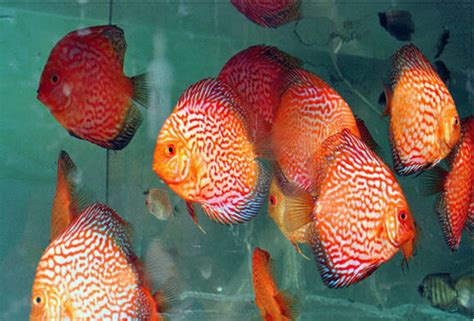 红龙鱼幼苗价格（红龙鱼幼苗价格表） - 网上购买观赏鱼 - 广州观赏鱼批发市场