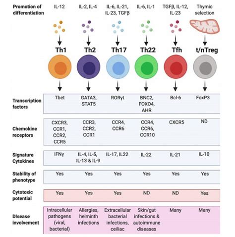 你对CD4 与 “多面孔” 的CD4+ T细胞了解多少？ - 联科生物