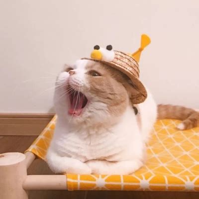 猫猫拿玫瑰花表情包_侵权_网络_猫猫