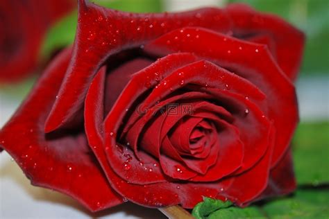 玫瑰花的种植方法 玫瑰花繁殖方法分享 - 装修保障网