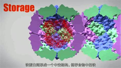【3D动画】蛋白质结构