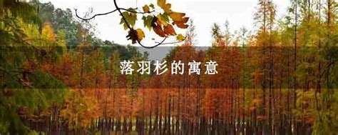 落羽杉的寓意-苗木百科-中国花木网