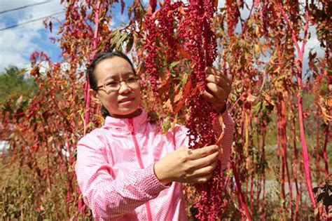 明年北京将推广种植超3000亩优质“红藜麦”_延庆区