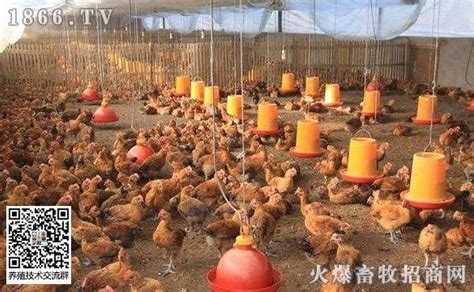 32天肉鸡流感、新城疫、气囊炎混感图片分享 - 肉鸡/817(饲养管理,疾病防控) 鸡病专业网论坛
