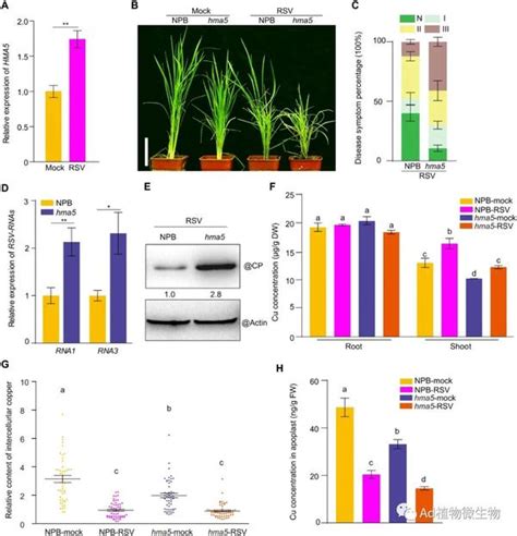 Science Advances：微量元素铜增强水稻抗病毒分子机制 - 生物通