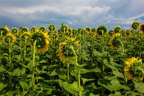 在阳光明媚的夏日，田野上的向日葵。高清摄影大图-千库网