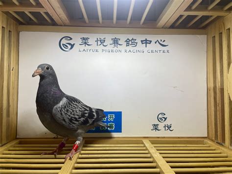甘肃三峡赛鸽公棚4月23日幼鸽入棚照（不断更新中…）－甘肃三峡国际赛鸽公棚