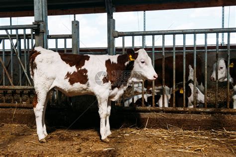 一头白棕色奶牛站在摊位上的全长肖像高清图片下载-正版图片503777891-摄图网