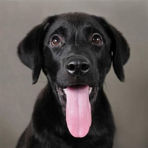 摄影师为收容所的黑色狗狗们拍摄美照，帮助他们更容易地被领养_人们