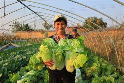 安徽亳州：收获大白菜-人民图片网