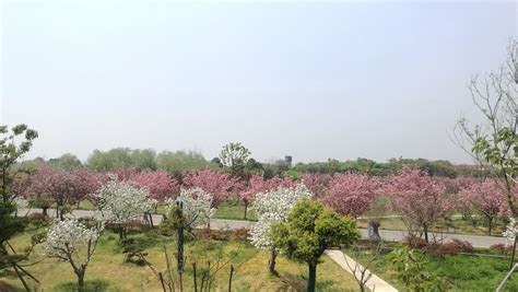 青岛中山公园的樱花几月份开花 青岛中山公园樱花最佳观赏时间2022_旅泊网