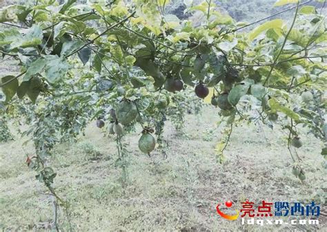农夫展示新鲜成熟的百香果高清图片下载-正版图片503238448-摄图网