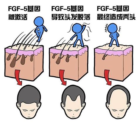纯米胚芽提取物防治脱发的机制初探---基因表达 - 知乎