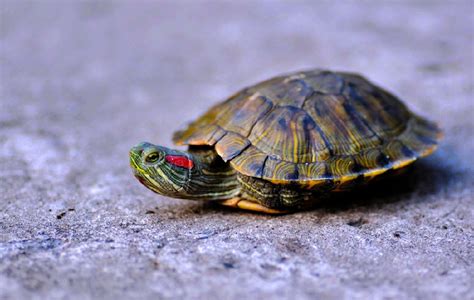 乌龟怎么看公母 5种方法教你简单快速的分辨乌龟的公母 | 说明书网