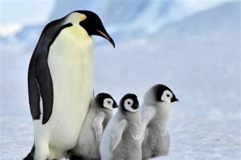 涨知识了！南极企鹅有多少种？学习一下吧_生活_麦哲伦_黄眉