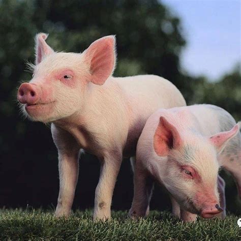 2022年7月14日全国各地最新猪肉价格行情走势分析-中商情报网