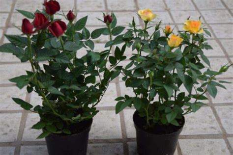盆栽小玫瑰花养殖方法 关于盆栽小玫瑰花养殖方法_知秀网