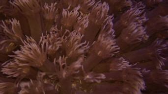 生长在海底的海葵的触手的细节图片下载 - 觅知网