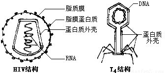 T4噬菌体攻击大肠杆菌_3840X2160_高清视频素材下载(编号:8311620)_实拍视频_光厂(VJ师网) www.vjshi.com