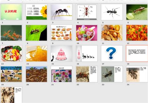 幼儿园中班科学活动《认识蚂蚁》PPT课件下载,ppt课件 - 365课件网