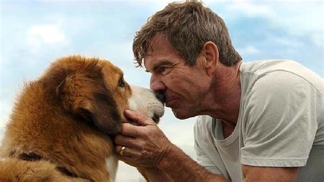电影《小Q》：人与狗之间久违的忠诚和陪伴，让人暖心又感动__凤凰网