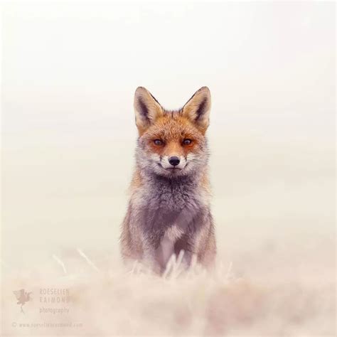 野生狐狸在白雪皑皑的风景中述说真实童话|狐狸|童话|赤狐_新浪新闻