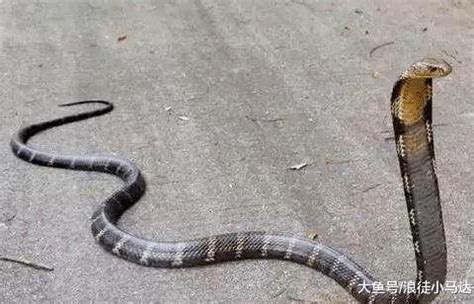 世界上最大的蟒蛇有多大?百年来最长的蟒蛇(长14米多)-小狼观天下