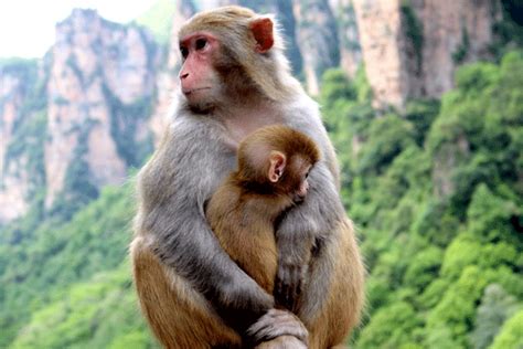 属猴人的性格和脾气 属猴的人性格详解 - 万年历